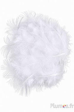 Pfau weiss - 5-8 cm - weiss natur